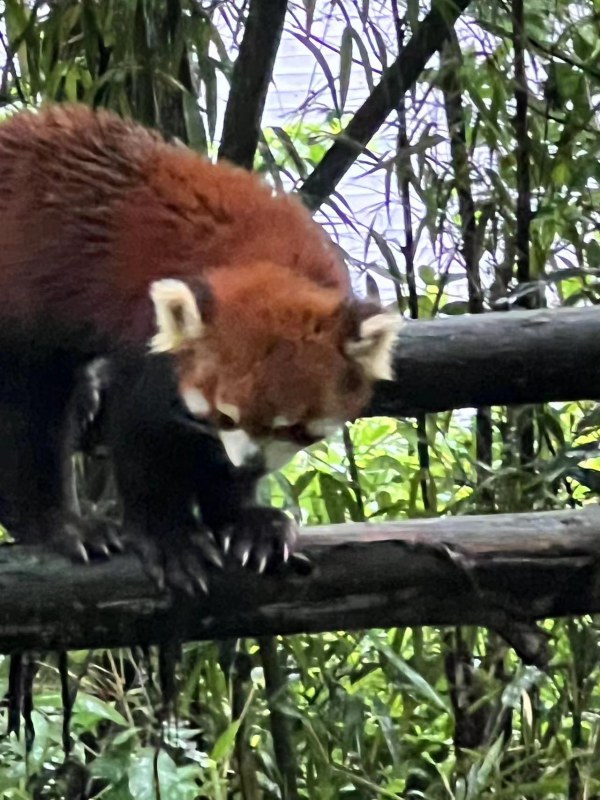 Chengdu