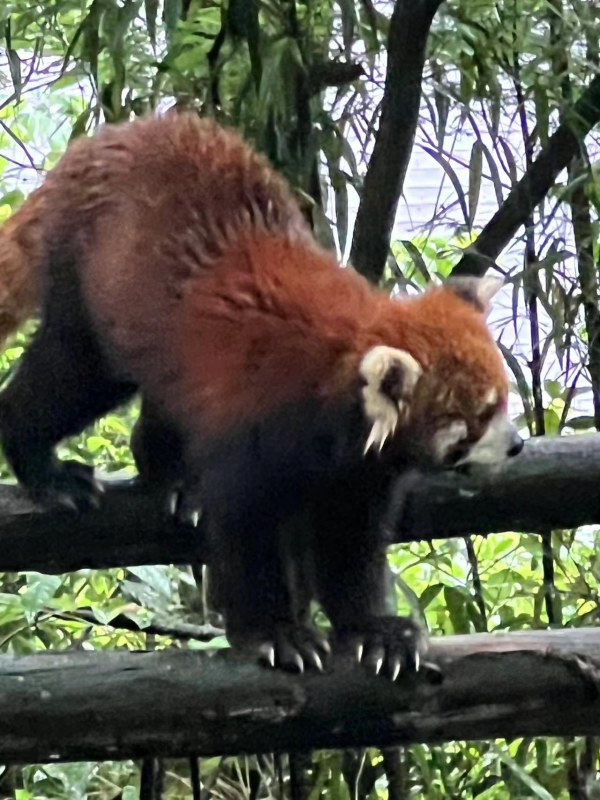 Chengdu