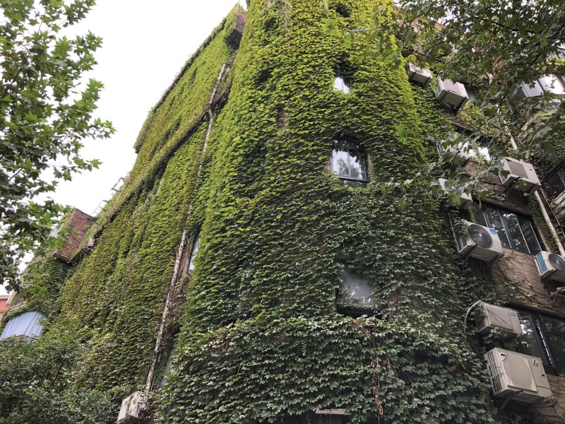 ivy overgrown building